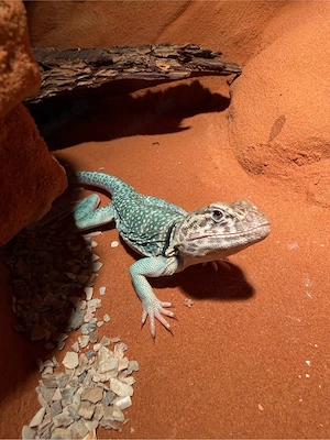 Weibliche Halsbandleguane (Crotaphytus collaris) gesucht
