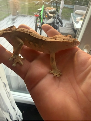 Kronengecko Weibchen  correlophus ciliatus