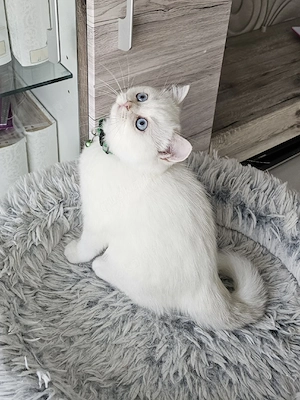 BKH Kätzchen Britisch Kurzhaar Katzenbaby Kater Kitten 