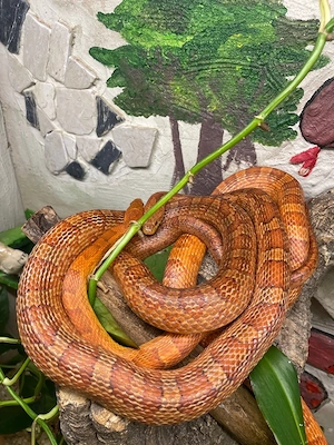 Pantherophis guttatus - Kornnatter - Wildfarben ( Wildform - WF) - 2.0