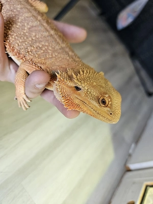 bartargame  weibschen 