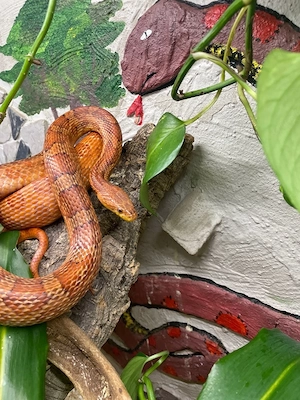 Pantherophis guttatus - Kornnatter - Wildfarben ( Wildform - WF) - 2.0 Bild 2