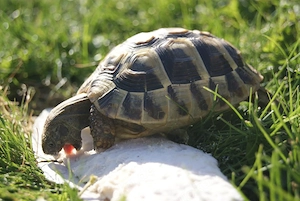 Griechische Landschildkröten NZ 2024 und NZ 2025