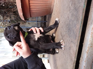 Cane Corso Welpen 