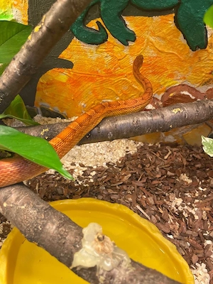 Pantherophis guttatus - Kornnatter - Wildfarben ( Wildform - WF) - 2.0 Bild 3