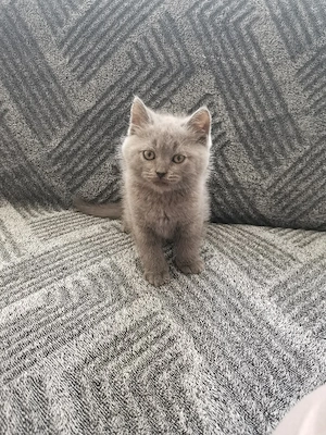 Britisch Kurzhaar Kitte 