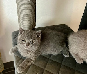 Super süsse BHK Kitten 