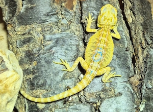 Hypo Citrus Bartagamen Pogona Vitticeps 