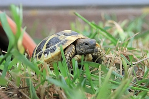 Griechische Landschildkröten Jahrgang 2025