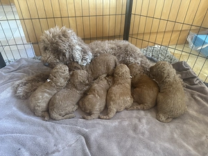 Reinrassige Kleinpudel Welpen red-apricot