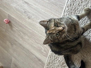 Katze zu verkaufen 8 Monate 