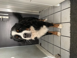 Berner Sennen Hündin 