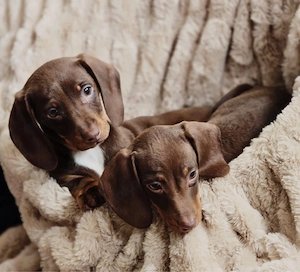 wünderschöne dackel welpen 