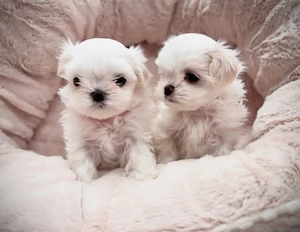 Malteser Welpen 01577 8577413