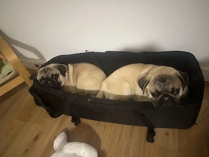 2 Mopsrüden abzugeben 