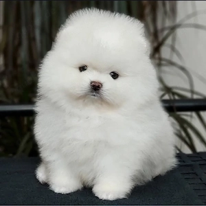 Pomeranian Zwergspitz Welpen!