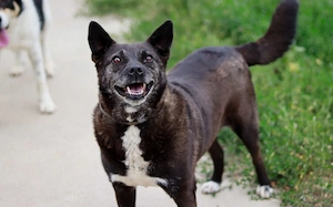 ruhige Vesta sucht liebevolles Zuhause Bild 2