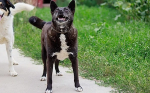 ruhige Vesta sucht liebevolles Zuhause Bild 3