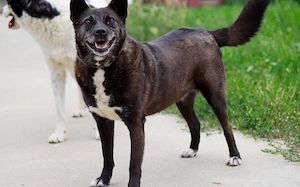 ruhige Vesta sucht liebevolles Zuhause