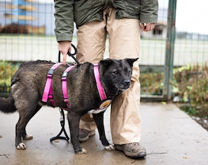 ruhige Vesta sucht liebevolles Zuhause Bild 4