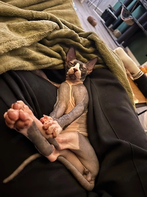 Kater sucht Katze zur Deckung   