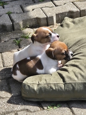 2 Rüden und 1 Hündin suchen noch passendes Zuhause 