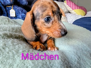 Zwergdackel Welpen Zwerg Dackel 