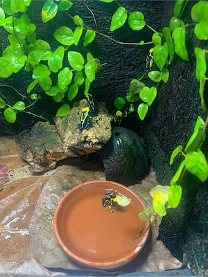 Dendrobates tinctorius ENZ 2025