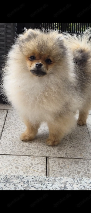 Pomeranian Zwergspitz Rüde 6Monate FCI Champion Bild 4