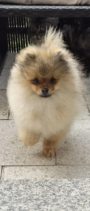 Pomeranian Zwergspitz 5Monate Teddy Welpe Orange Sable Rüde mit Stammbaum FCI Champion