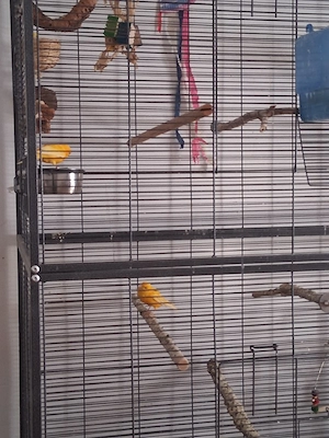 Kanarienvögel  jungtiere