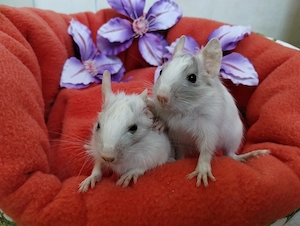 Super süßer Degu Nachwuchs:Sonderfarben:Schoko-Schecken suchen demnächst Heugeber!