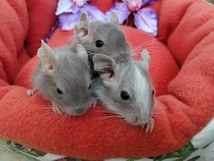 Super süßer Degu Nachwuchs:Sonderfarben:Schoko-Schecken suchen demnächst Heugeber!
