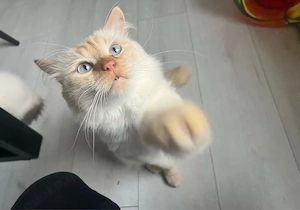 Erfahrener Heilige Birma Deckkater in der Farbe Red Tabby Bild 4