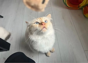 Erfahrener Heilige Birma Deckkater in der Farbe Red Tabby Bild 5