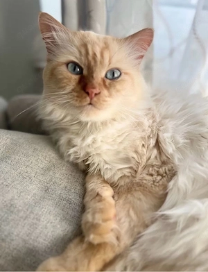 Erfahrener Heilige Birma Deckkater in der Farbe Red Tabby