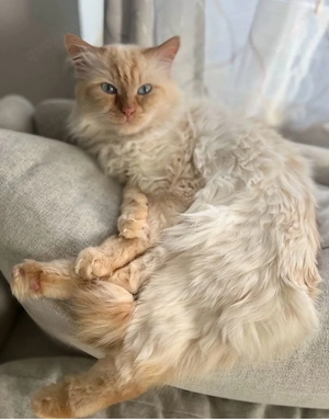 Erfahrener Heilige Birma Deckkater in der Farbe Red Tabby Bild 2
