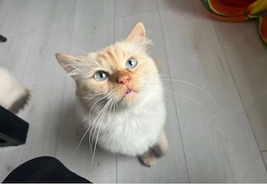 Erfahrener Heilige Birma Deckkater in der Farbe Red Tabby Bild 3