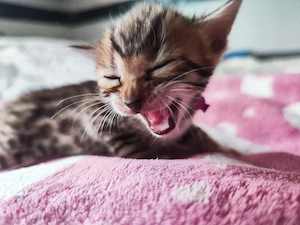 Bengalkitten reinrassig 