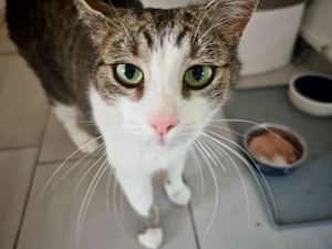 Kater such neues (Einzel-) Zuhause