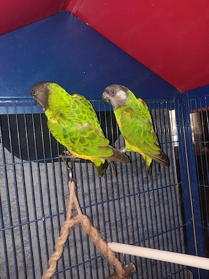 2 stück mohrenkopf papagei