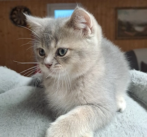 Süßes reinrassige BKH Kätzchen sucht liebevolles Zuhause 