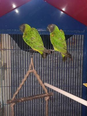 mohrenkopf papageien