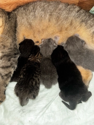 5 BKH Kitten