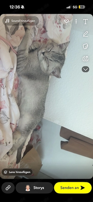 bkh silver point kater 