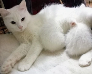 Bengal Mix Türkische Angora Kitten , Katzen Babys  Bild 3