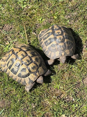 Griechische Lanfschildkröten, Paar