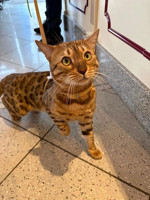 Bengal Mix Türkische Angora Kitten , Katzen Babys 