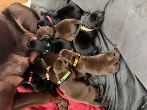 laprador welpen suchen zuhaus 