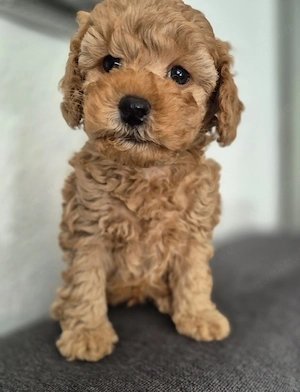 1 Reinrassige Toypudel Welpen (Rüde)